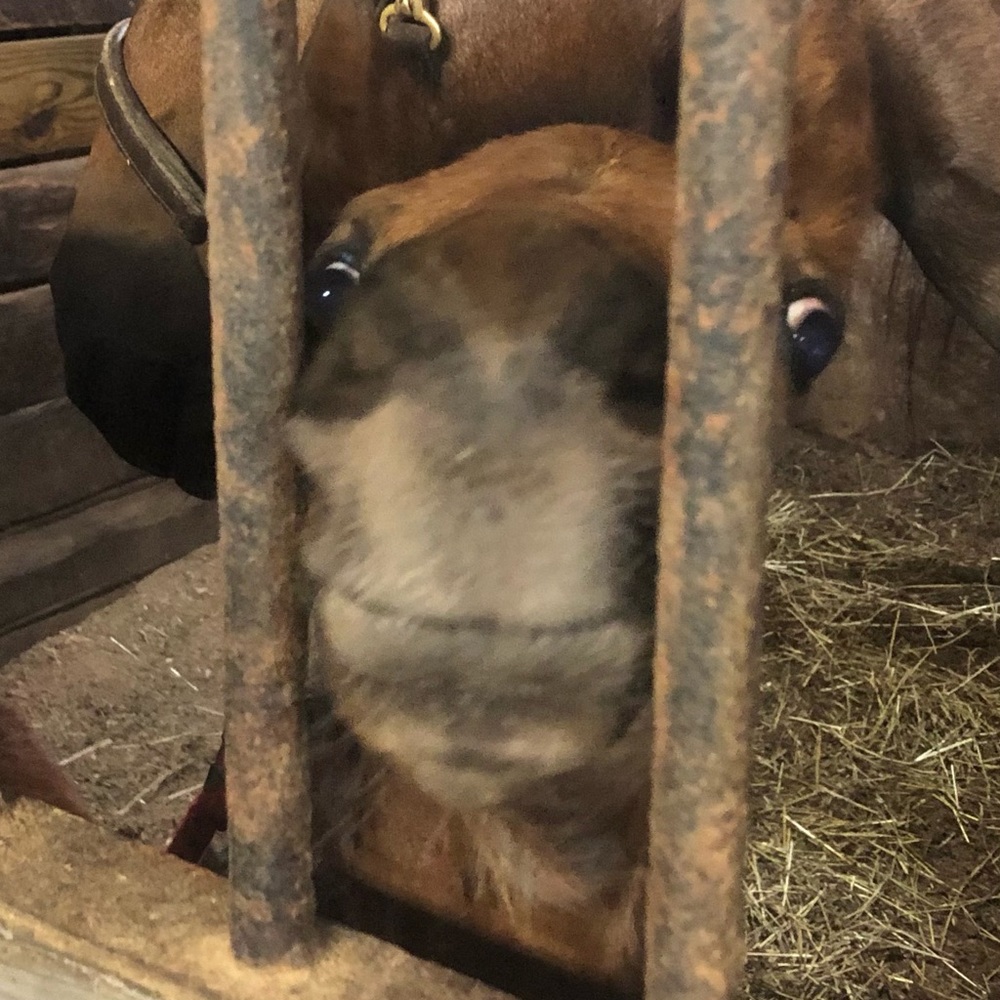 Meet your Posher, Susie